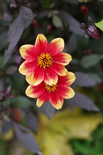 Bellissimi fiori di dalia con foglie scure