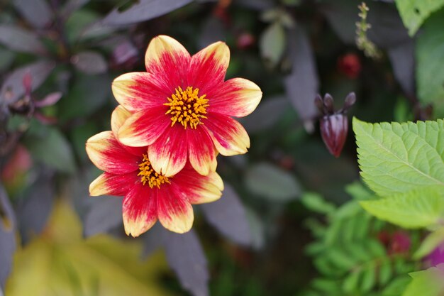 Bellissimi fiori di dalia con foglie scure