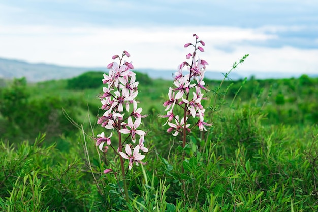 Bellissimi fiori di Dictamnus albus roveto ardente contro il paesaggio primaverile sfocato