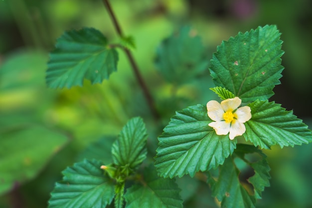 bellissimi fiori di erba bianca con sfondo sfocato