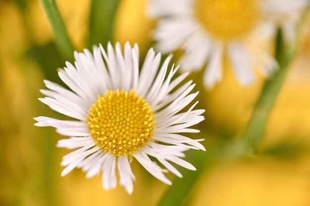 Bellissimi fiori di Erigeron annuus con capolini bianchi e sfondo giallo centrale giallo