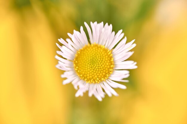 Bellissimi fiori di Erigeron annuus con capolini bianchi e sfondo giallo centrale giallo