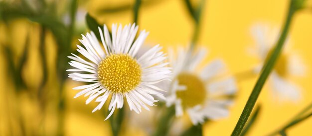 Bellissimi fiori di Erigeron annuus con teste di fiori bianchi sfondo giallo banner centrale