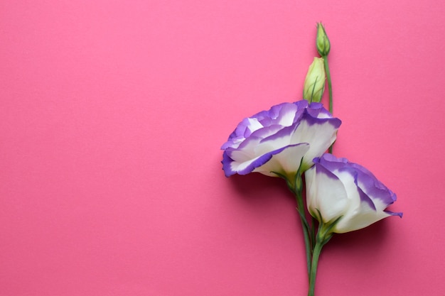 Bellissimi fiori di eustoma bianco-viola (lisianthus) in piena fioritura con foglie verdi. Bouquet di fiori su fondo rosso. Copia spazio