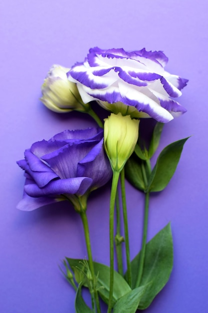 Bellissimi fiori di eustoma viola e bianchi lisianthus in piena fioritura con foglie verdi Bouquet di flo...