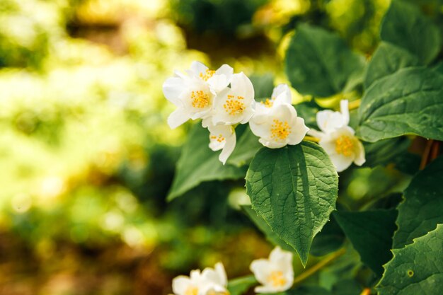 Bellissimi fiori di gelsomino bianco sullo sfondo di primavera con inspira di cespuglio di gelsomino fiorito