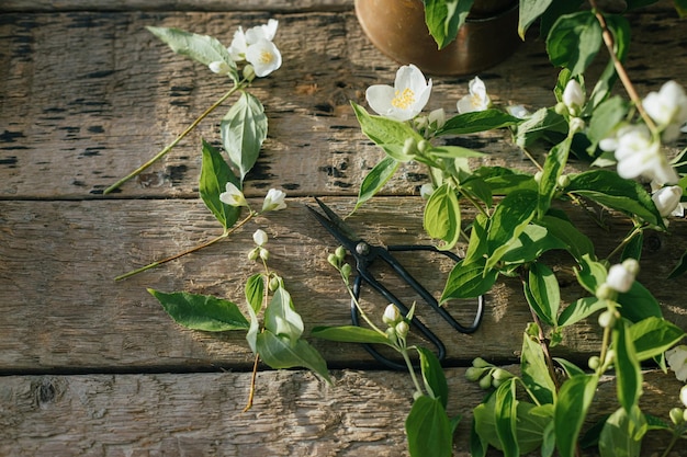 Bellissimi fiori di gelsomino e forbici su fondo di legno rustico alla luce del sole Raccogliere e disporre i fiori a casa in campagna Fiori bianchi su rami di gelsomino carta da parati rurale