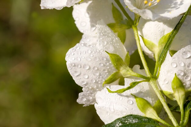 Bellissimi fiori di gelsomino freschi in primavera fiori di gelsomino profumati bianchi