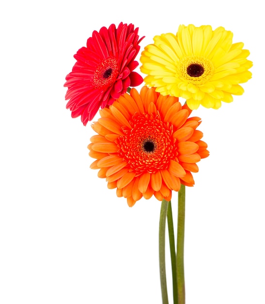 Bellissimi fiori di gerbera isolati su bianco