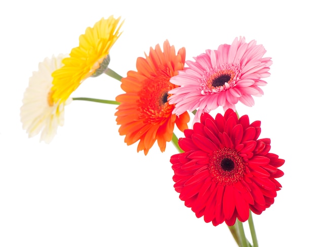 Bellissimi fiori di gerbera isolati su bianco