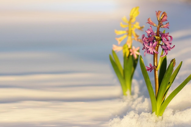 Bellissimi fiori di giacinto primaverile in primavera sfondano da sotto la neve