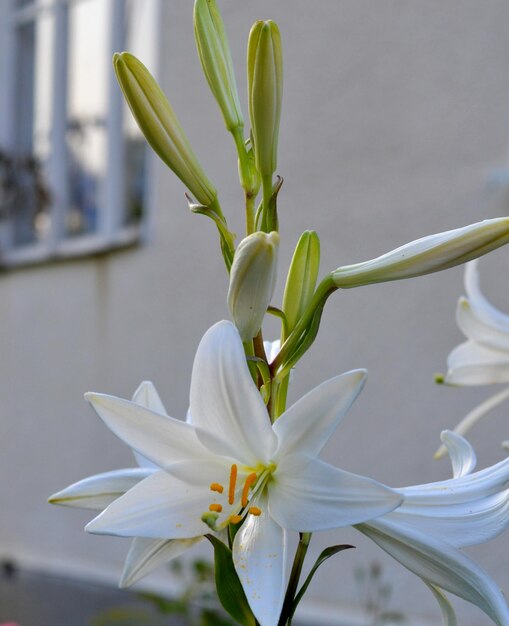 Bellissimi fiori di giglio bianco Profondità di campo