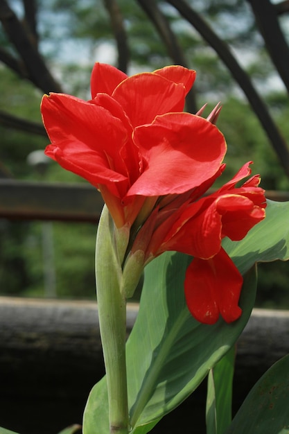 Bellissimi fiori di giglio di canna rosso