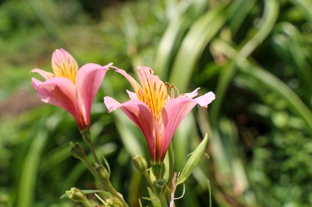 Bellissimi fiori di giglio in natura