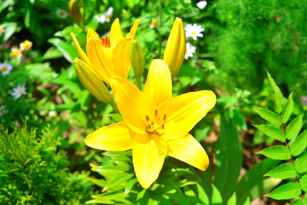 Bellissimi fiori di giglio in un giardino su uno sfondo di prato. Aiuole. Camomilla