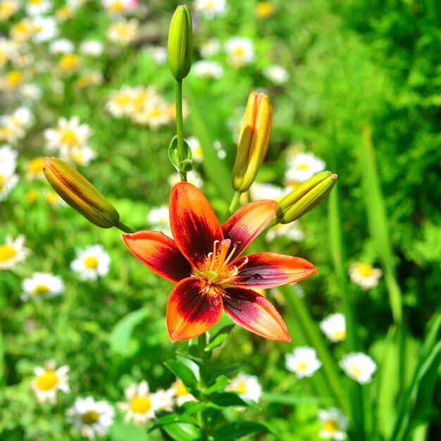 Bellissimi fiori di giglio in un giardino su uno sfondo di prato. Aiuole. Camomilla