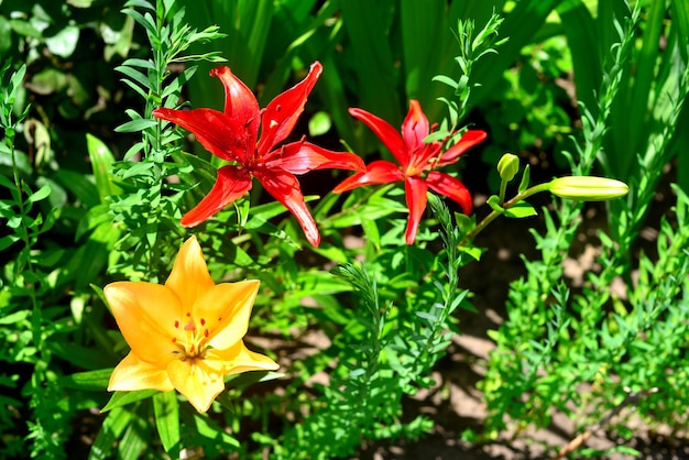 Bellissimi fiori di giglio in un giardino su uno sfondo di prato. aiuole