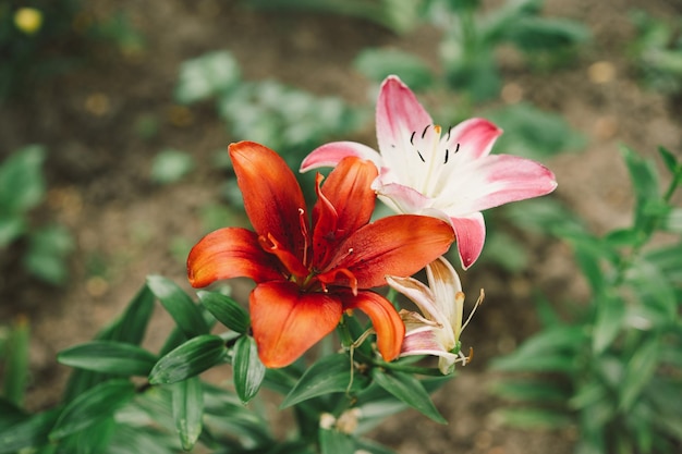 Bellissimi fiori di giglio nel giardino Primo piano