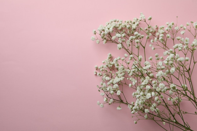 Bellissimi fiori di gypsophila su sfondo rosa