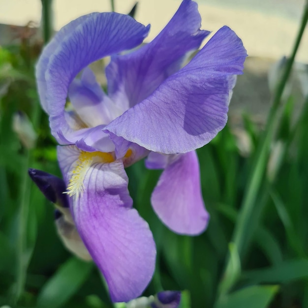 Bellissimi fiori di iridi veta di colore viola sullo sfondo del mare e della spiaggia