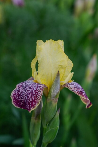 Bellissimi fiori di iris gialli stanno sbocciando