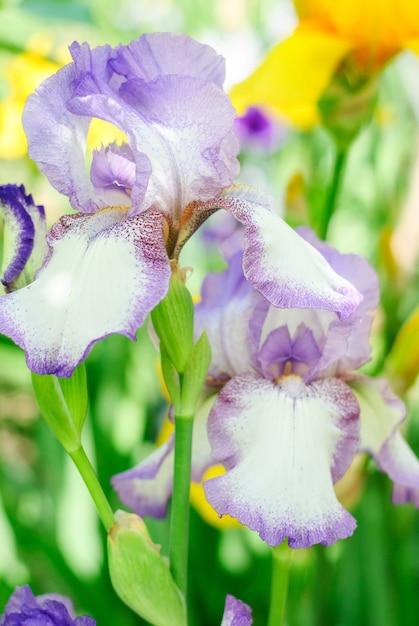 Bellissimi fiori di iris in giardino