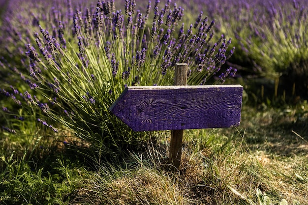 bellissimi fiori di lavanda sul campo