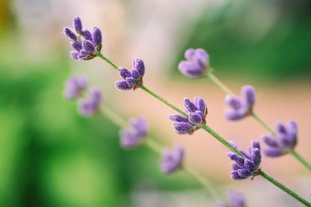 Bellissimi fiori di lavanda