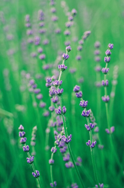 Bellissimi fiori di lavanda