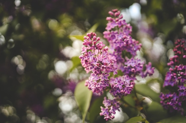 Bellissimi fiori di lilac Fiore di primavera Fiore di lilac fiorente con teneri fiori minuscoli Fiore di Lilac viola sul cespuglio Tempo estivo Sfondio