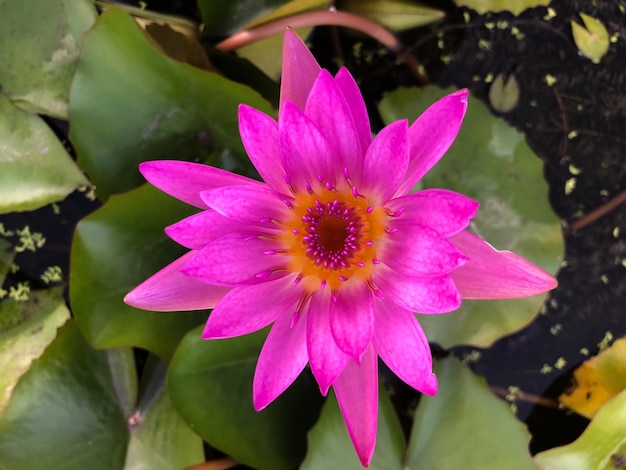 Bellissimi fiori di loto rosa che sbocciano la sera