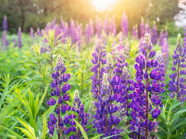 Bellissimi fiori di lupino fiorisce nel prato.