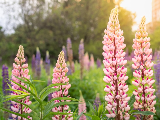 Bellissimi fiori di lupino fiorisce nel prato.