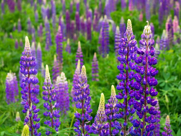 Bellissimi fiori di lupino fiorisce nel prato.