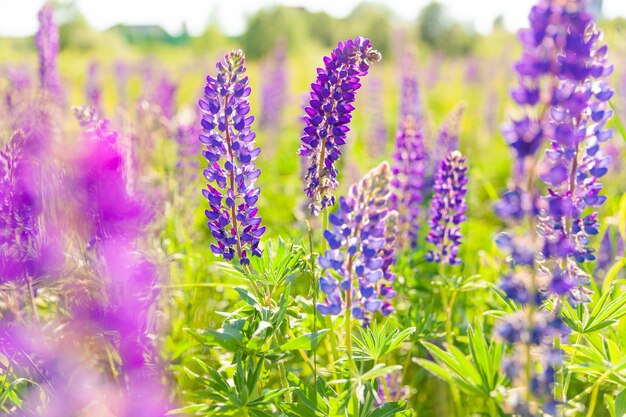 Bellissimi fiori di lupino in fiore in primavera Fiori viola selvatici primaverili ed estivi