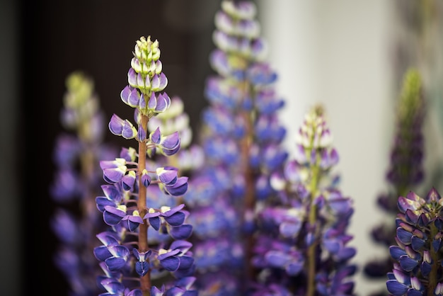 Bellissimi fiori di lupino in un bouquet