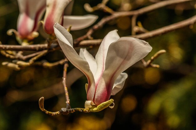 Bellissimi fiori di magnolia con goccioline d'acqua