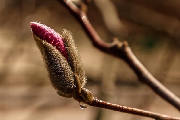 Bellissimi fiori di magnolia con goccioline d'acqua