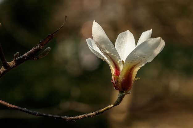 Bellissimi fiori di magnolia con goccioline d'acqua