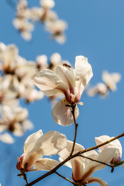 Bellissimi fiori di magnolia con goccioline d'acqua