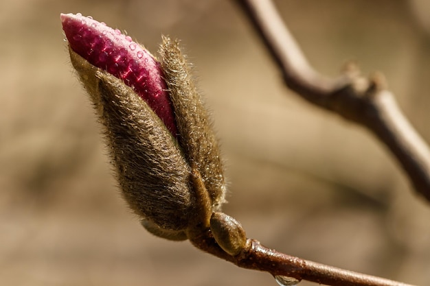 Bellissimi fiori di magnolia con goccioline d'acqua