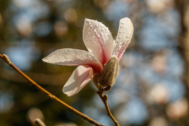 Bellissimi fiori di magnolia con goccioline d'acqua