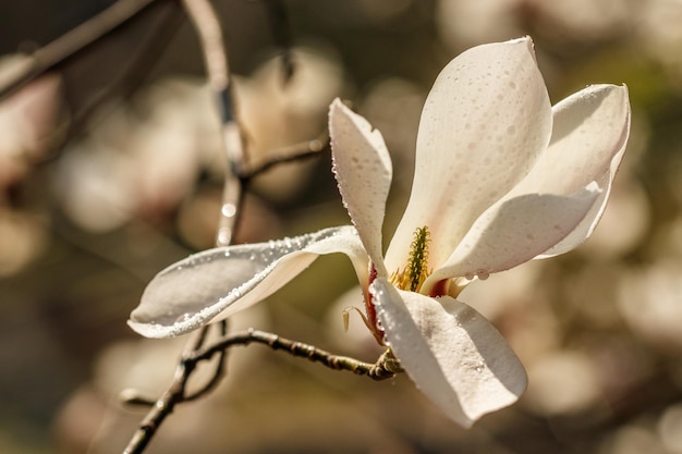 Bellissimi fiori di magnolia con goccioline d'acqua