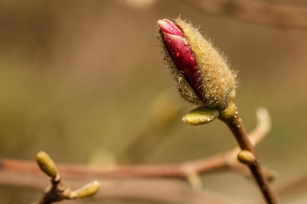 Bellissimi fiori di magnolia con goccioline d'acqua