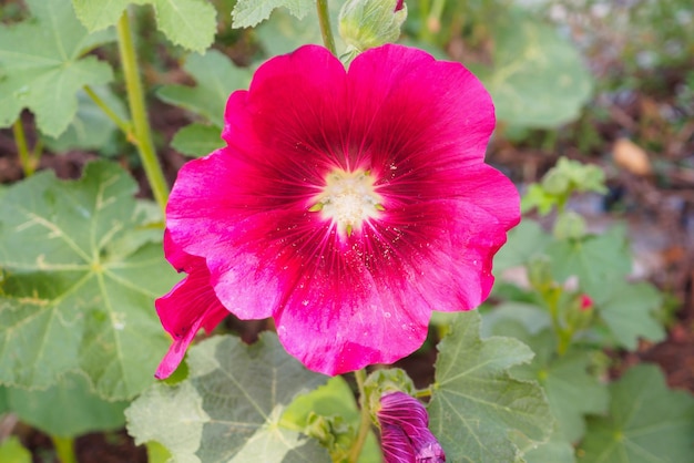 Bellissimi fiori di malvarosa fiore rosa decorano in giardino