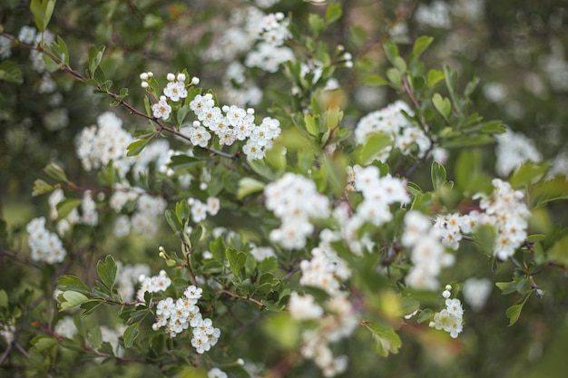 Bellissimi fiori di mandorla bianchi nella struttura ad albero e sfondo bokeh