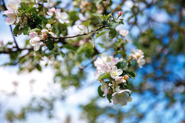 Bellissimi fiori di melo bianco fiori in primavera