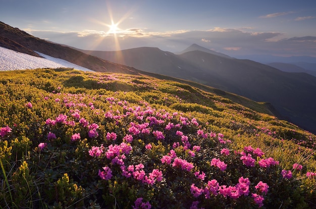 Bellissimi fiori di montagna estivi. Rododendro rosa che fiorisce nel prato. Meraviglioso tramonto con il caldo sole. Carpazi, Ucraina, Europa