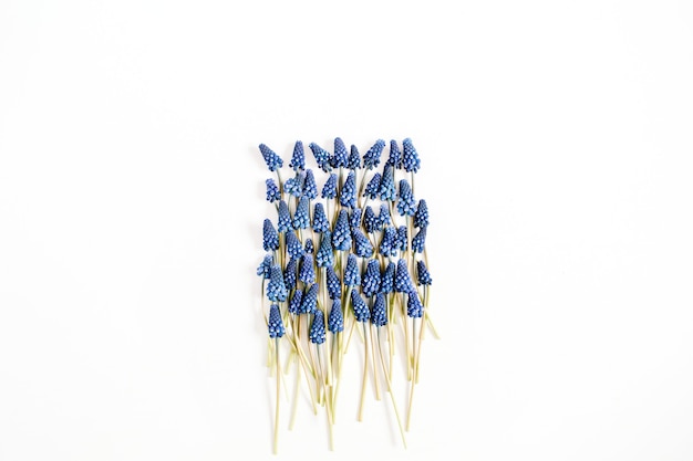 Bellissimi fiori di muscari blu su sfondo bianco. Disposizione piatta, vista dall'alto