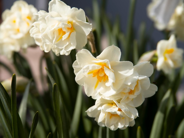 Bellissimi fiori di narciso daffodil si chiudono in un giardino in Grecia